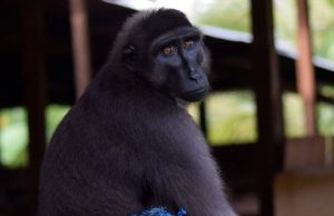 BBKSDA Papua Pulangkan Monyet Buton