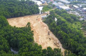 Ada Siapa di Balik Pembabatan Hutan Mangrove di TWA Teluk Youtefa
