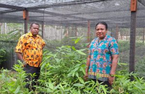 Bambu Wulung dan Petung untuk Selamatkan Cycloop