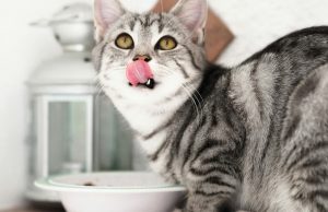 Berikut Ini Porsi Wet Food Harian untuk Kucing