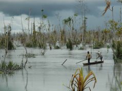 Pentingnya Regulasi Perlindungan Mangrove di Papua Tengah