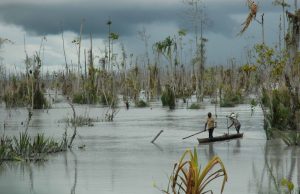 Pentingnya Regulasi Perlindungan Mangrove di Papua Tengah