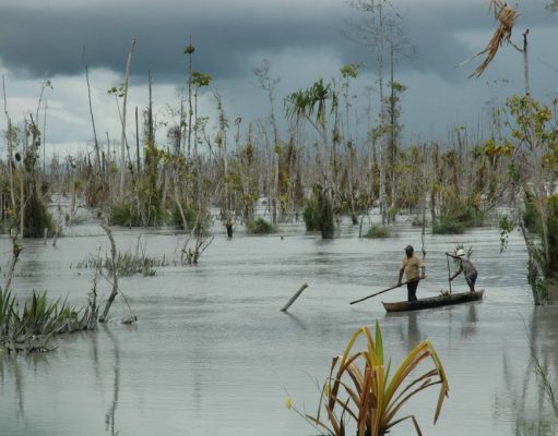 Pentingnya Regulasi Perlindungan Mangrove di Papua Tengah
