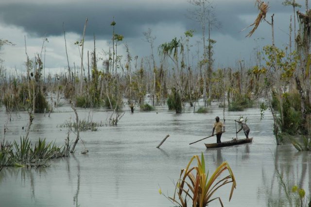 Mangrove yang kian terancam