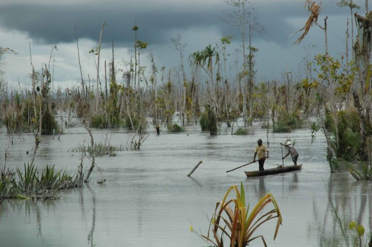 Pentingnya Regulasi Perlindungan Mangrove di Papua Tengah - New Guinea ...