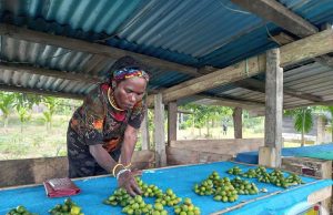 Perda Kabupaten Mimika Nomor 4 Tahun 2024: Pilar Perlindungan dan Pemberdayaan UMKM Orang Asli Papua