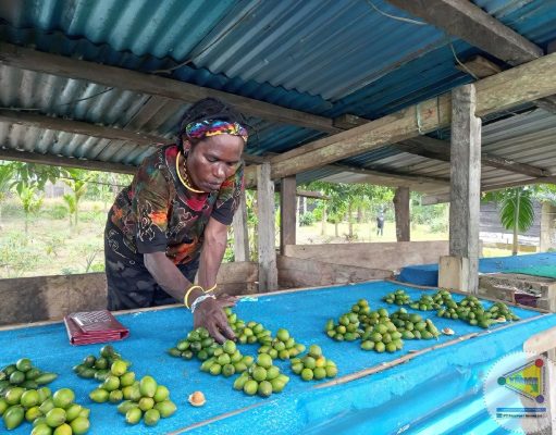 Perda Kabupaten Mimika Nomor 4 Tahun 2024: Pilar Perlindungan dan Pemberdayaan UMKM Orang Asli Papua