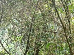 12 Jam, Nakes Menembus Hutan Arwanop