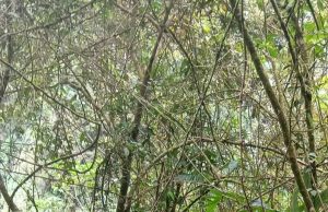 12 Jam Menembus Hutan Arwanop, Antara Kisah Nakes dan Data Pemerintah