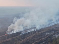 Pemerintah Pusat Diminta Tangani Kebakaran Hutan di Papua Tengah