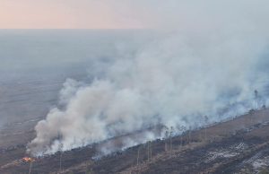 Pemerintah Pusat Diminta Tangani Kebakaran Hutan di Papua Tengah