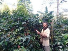 Sempat Meredup, Kini Geliat Kopi Papua Tengah Mulai Terlihat Lagi