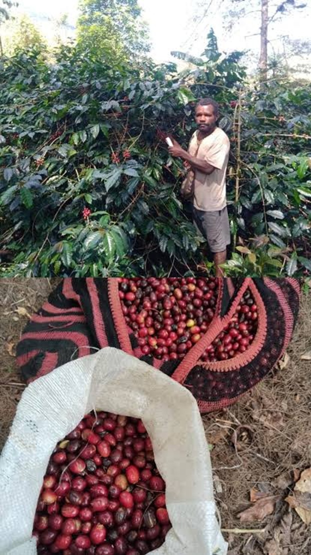 PETANI KOPI MODIO-1